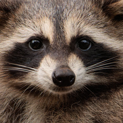 raccoon